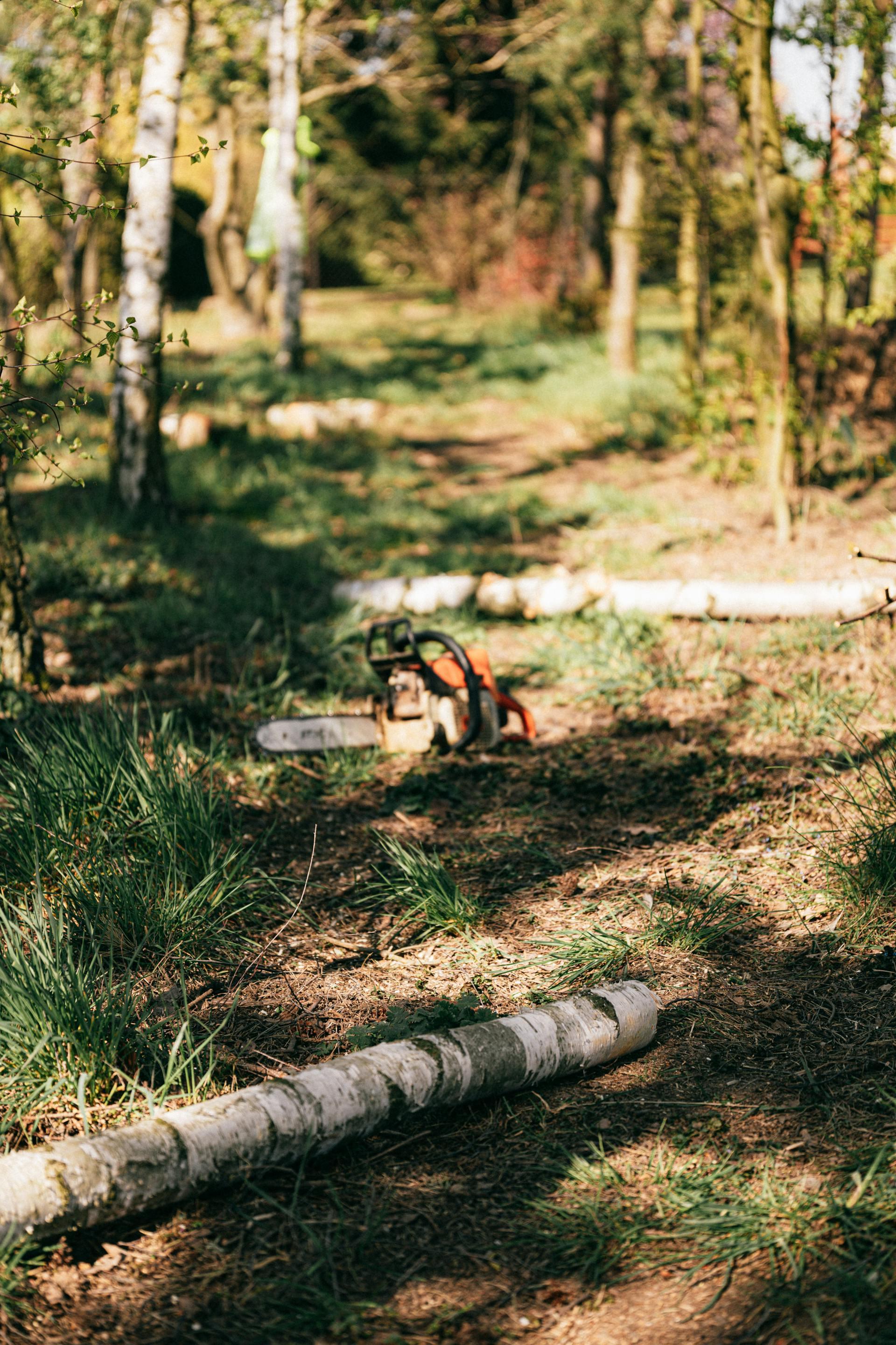 Roberts arboristtjänster