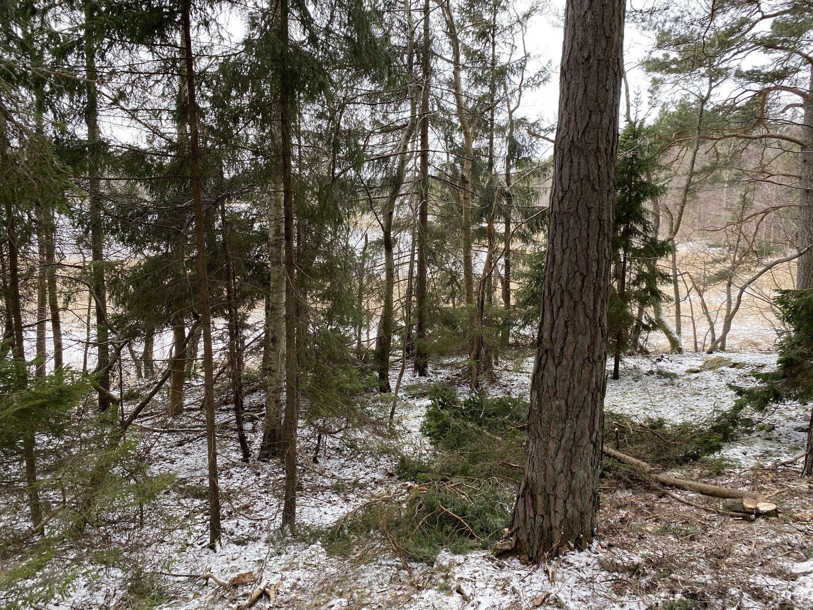 Skogsvård före beskärning 1