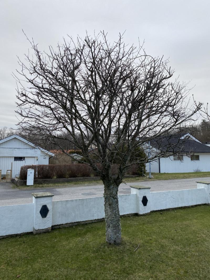 Prydnadsbeskärning före beskärning 1